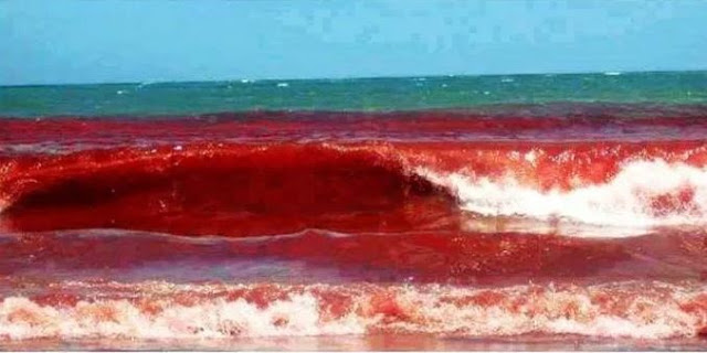 Maré vermelha interdita banhos em praias do Algarve