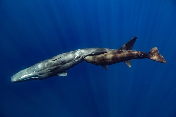 É dos poucos lugares da Europa que da para ver baleias e fica em Portugal
