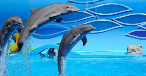 TripAdvisor deixa de vender bilhetes para espetáculos com golfinhos e baleias