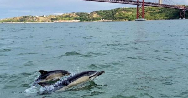 Há uma semana que se avistam golfinhos no rio Tejo em Lisboa