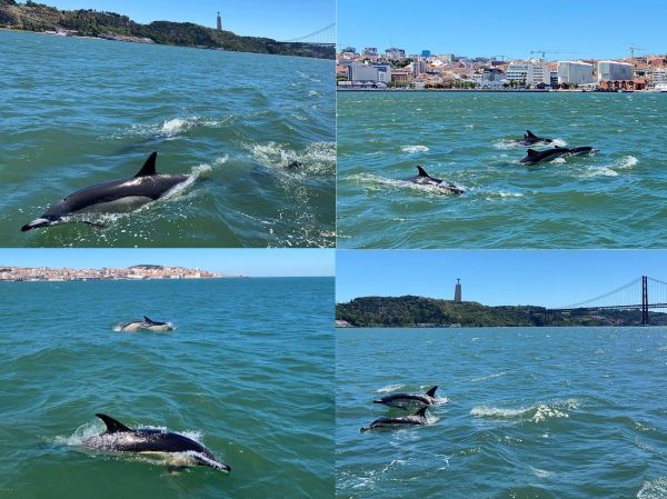 Lisboa esteve ao rubro pelo 8º dia consecutivo milhares de golfinhos não largam a nossa cidade