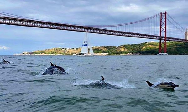 Depois de muitos anos de ausência, Golfinhos voltam todos os dias a Lisboa
