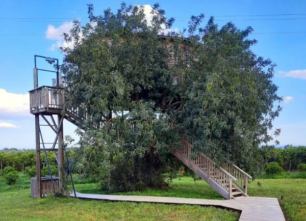 A escapadinha mais original do ano fica no Alarve dormir numa casa árvore