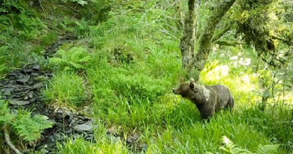 Urso visto perto de Portugal existem cerca de 370 ursos pardos na cordilheira cantábrica