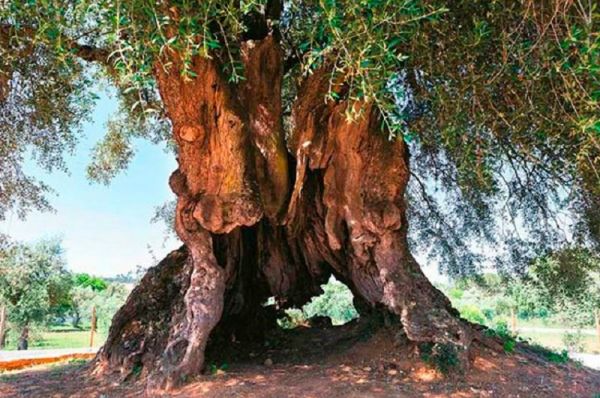Tem 3350 anos e é a oliveira mais antiga em Portugal