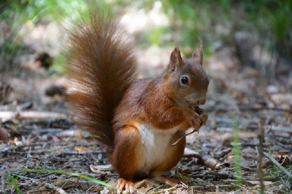 Esquilo vermelho de regresso após extinção em Portugal
