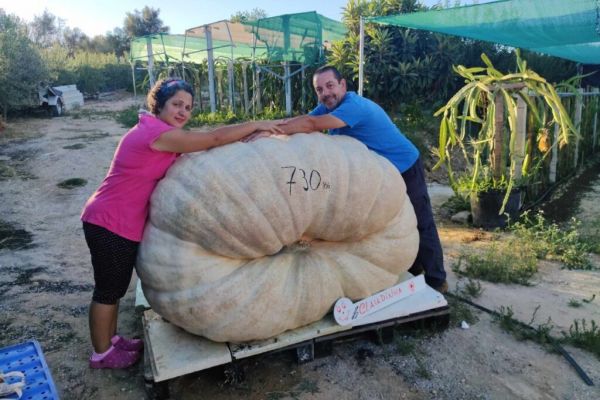 A maior abóbora de Portugal pesa 730 kg e dá para alimentar 3000 pessoas