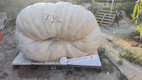 Tem 730 kg maior abóbora de Portugal nasceu no Algarve